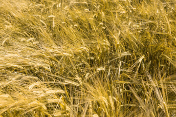 Ripe wheat at sunset. Landscape.