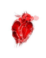 digital drawing line art of human heart