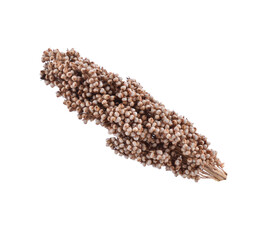 sorghum isolated on white background