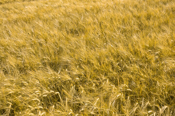Ripe wheat at sunset. Landscape.
