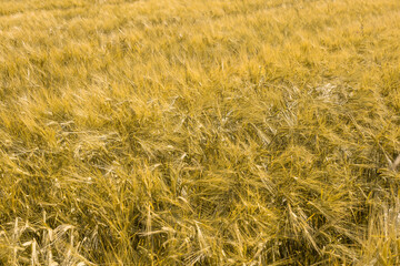 Ripe wheat at sunset. Landscape.