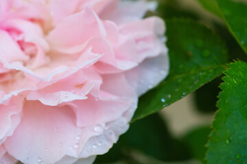 Beautiful pink roses flower in the garden