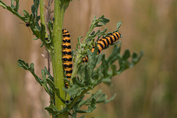 The caterpillar of the Cinnabar butterfly is called zebra caterpillar