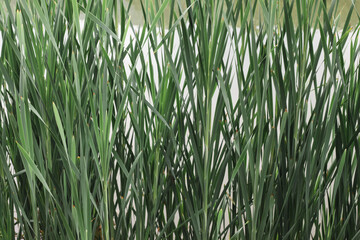 Obraz premium green grass background