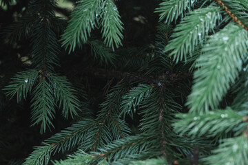 branches of a fur tree