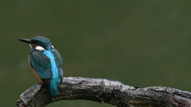 Eurasian kingfisher (Alcedo atthis) female perched on branch over water of pond looking up in the pouring rain