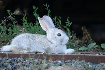 Domestic gray bunny rabbit resting in the shade.