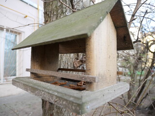 Bird feeder on the tree