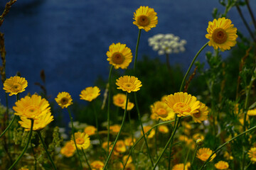 field of dandelions