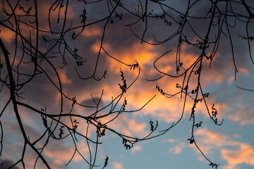Fototapeta na wymiar Dark tree on a sunset landscape