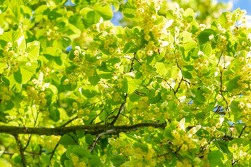 Lime (tilia) tree green foliage with bees background during sunny and warm summer day in blue sky background. Right side of leaves is in camera focus