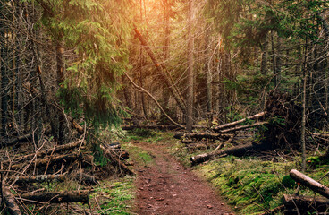Forest road under Tall spruce-trees, slope of the hill covered by orange earth under overcast sky. Fir forest with high trees in Carpathian mountains, Europe. Travel background, toning