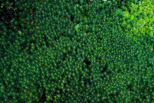 2 370 Best Moss Texture Images Stock Photos Vectors Adobe Stock