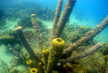 undewater scuba diver caribbean sea 