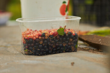 Currants in a plastic container. Berries.