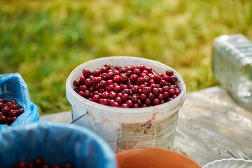 Harvested ripe cherry. Agriculture. Berries Cherry.