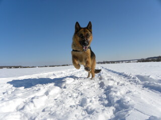 german shepherd dog in snow