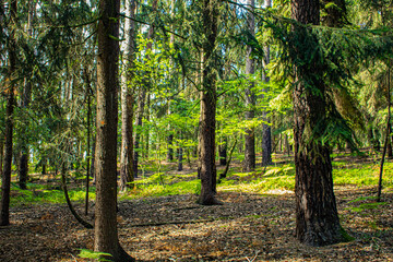 Forest landscape in the summer