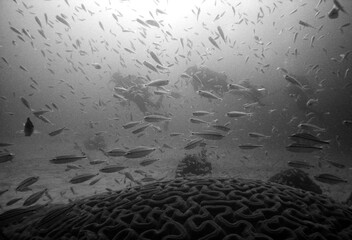 underwater scuba diver caribbean sea Curacao