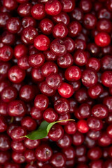 Background from ripe cherries. Harvested ripe cherry. Agriculture. Berries Cherry.