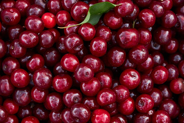 Background from ripe cherries. Harvested ripe cherry. Agriculture. Berries Cherry.