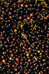 Background from ripe black currants. Harvested ripe currants. Agriculture. Berries Currant.