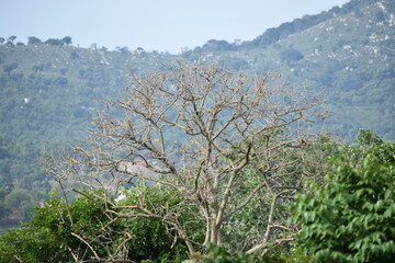 Obraz na płótnie Canvas trees on the hill