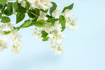 Obraz premium Blooming jasmine branch on a blue background.