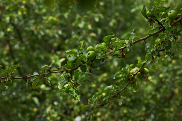 A apples tree  with green apples. Ripe green apples on a tree.