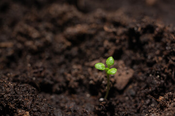 Small green sprout close up. Petunia seedling.