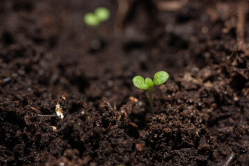 Small green sprout close up. Petunia seedling.