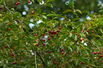 Ripe cherry on a tree. Cherry. Nature.