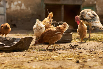 Birds in the chicken coop. Turkey and chicken. Agriculture. Chicken close-up.