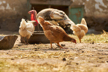 Birds in the chicken coop. Turkey and chicken. Agriculture. Chicken close-up.