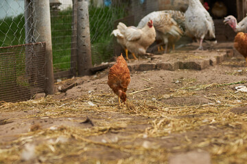 Birds in the chicken coop. Turkey and chicken. Agriculture. Chicken close-up.