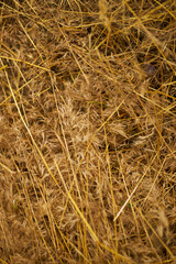 The texture of dry mowed grass. Hay close up.