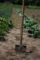 old shovel stuck in the ground against the background of plants in the garden