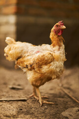 Birds in the chicken coop. Turkey and chicken. Agriculture. Chicken close-up.