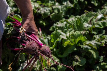 woman holding root beet of young beetroot