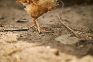 Birds in the chicken coop. Turkey and chicken. Agriculture. Chicken close-up.