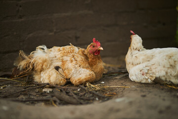 Birds in the chicken coop. Turkey and chicken. Agriculture. Chicken close-up.