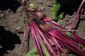 root beetles of young beets on the ground