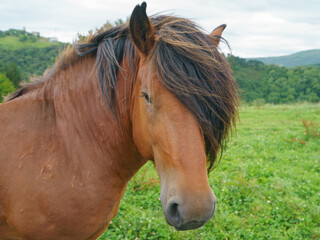 Obraz premium Portrait of a horse with black mane grazing on the meadow near farm in Basque Autonomous Community / Basque country in summer day. No people. High resolution image.