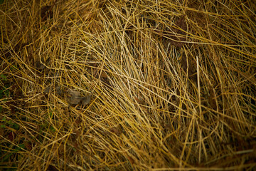 The texture of the dry cut grass. Hay close-up.
