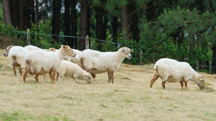 Obraz na płótnie Canvas The herd of Basque sheep