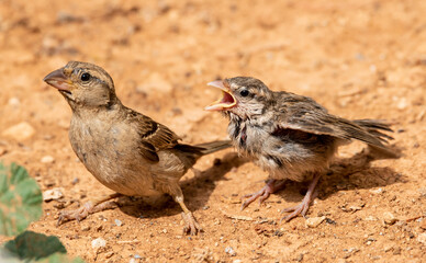 Female Spanish Sparrow with Chick