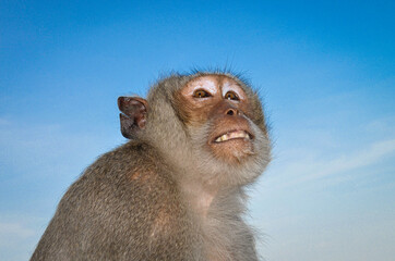 Upward profile of a macaque monkey.