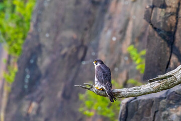 peregrine falcon perched