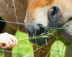 Feeding of bay horses near farm in Basque Autonomous Community / Basque country in summer day. No people. High resolution image. Close-up image of snouts, noses and mouths.