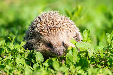 hedgehog on the grass.